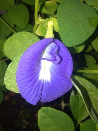 Certifikát modrého čaju Clitoria ternate