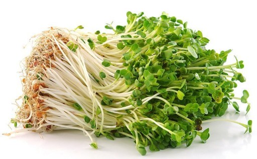 Semená na naklíčenie žeruchy 30g BIO - Semená - W. Legutko