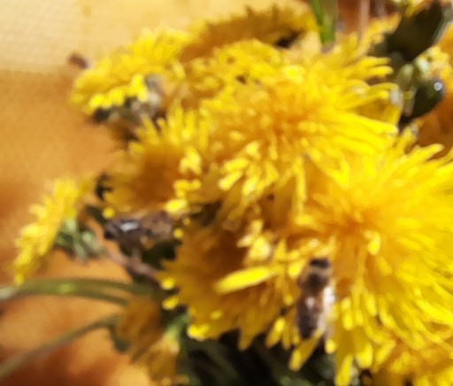 Púpavový med s ostropestrecom a pečeňou