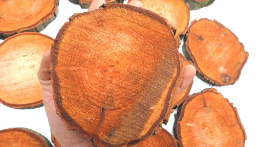 DREVA DREVA, JLŠA STOPKOVÁ 10-14 CM, 1 KS
