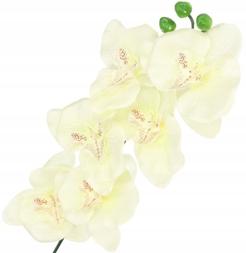 ORCHIDEA ORCHIDEA JEDNODAROVÉ PREVODY 75cm