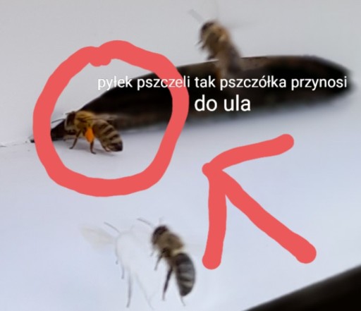 VČELÍ PEL OMLADZUJE VZHĽAD PLETI + ZOMRIE