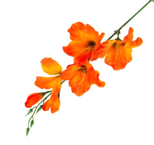 Vetvička mečíka výška 53 cm Oranžová