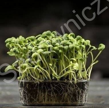 BIO slnečnicové semienka na klíčky 40g