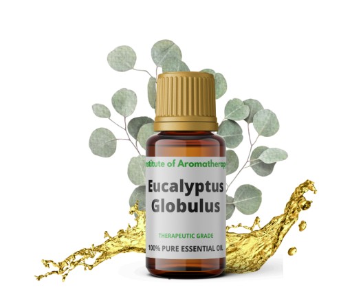 Eucalyptus Globulus ORGANIC oil, Aroma Institute