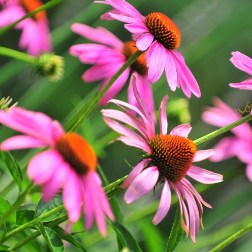 Echinacea purpurová ECHINACEA bylina echinacea POĽSKO