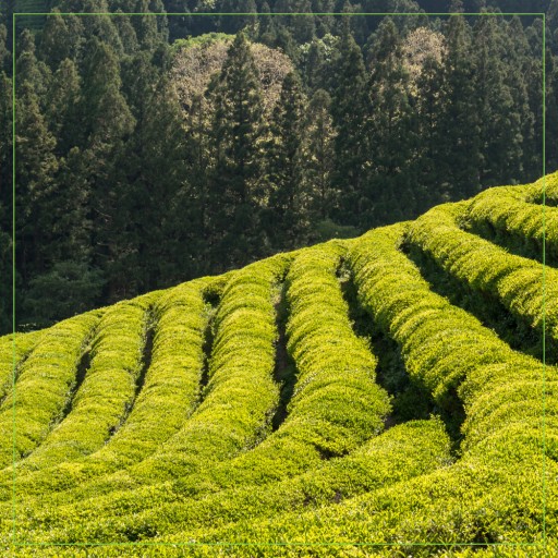 ZELENÝ LISTOVÝ ČAJ SENCHA 200g JEDINEČNÝ