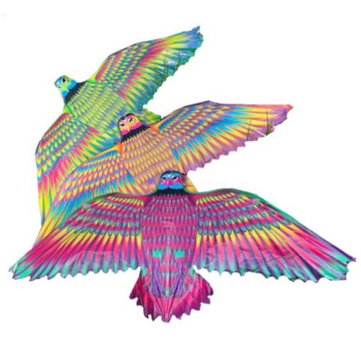 KITE