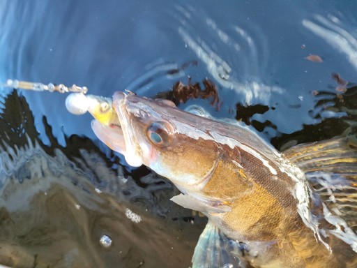 Ripper Savage Gear Herring Shad 13cm Firetiger na šťuky a zubáče