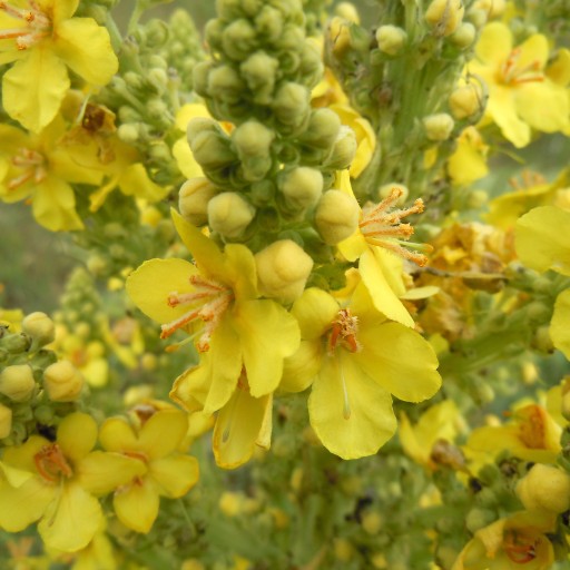 MULLEIN kvet mullein 100% prírodná KVALITA