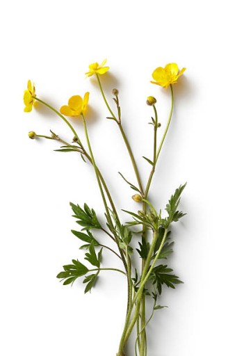 Camelina OLEJ 250ml OLVITA LISOVANÁ ZA STUDENA