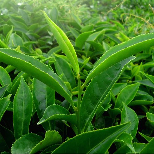 Sencha zelený čaj JAHODY V ŠAMPANSKOM 50g