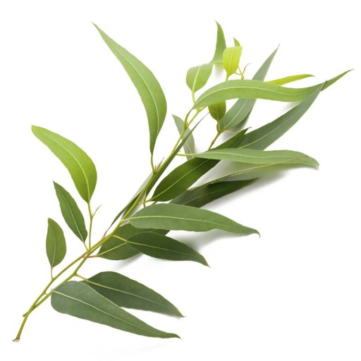 EUKALYPTUS ESENCIÁLNY OLEJ 10 ML 100% PRÍRODNÁ OSVIEŽUJÚCA VÔŇA