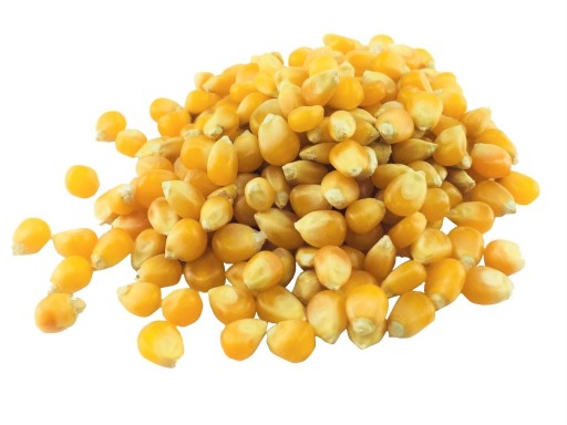 Popcorn zrno na praženie 1000g Bioovocie