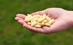 BLANŠOVANÉ MANDLE blanšírované mandle 500g ECOBI