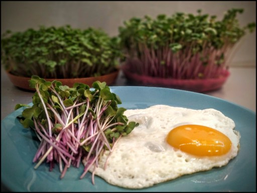 ĽANOVÁ PODLOŽKA na klíčenie microgreens