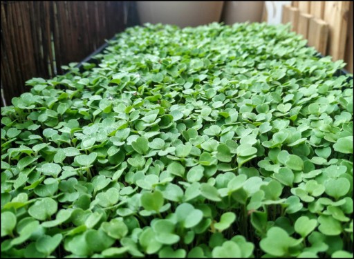 ĽANOVÁ PODLOŽKA na klíčenie microgreens
