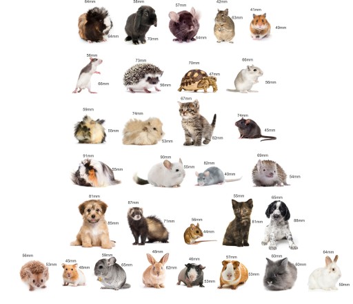 Magnety na chladničku Poznám PETS