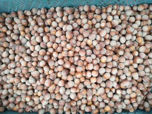 LIESKOVÉ ORIEŠKY KRUHÉ V LÚPADE 1KG