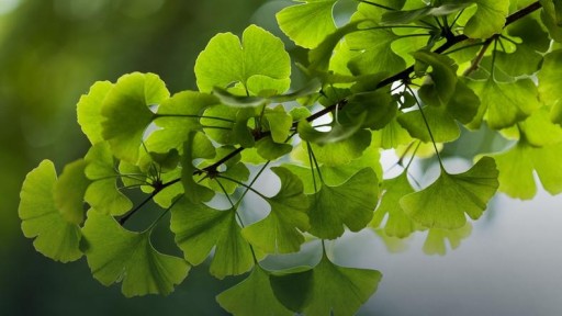 GINKGO BILOBA Ginkgo biloba sušený list 200g