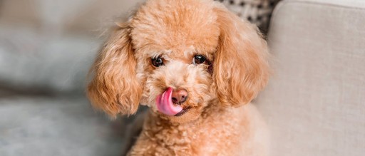 Royal Pomeranian Adult vrecúško 85 g