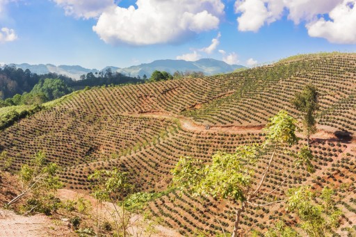 Čerstvo pražená káva HONDURAS SHG EP 250g - zrnková