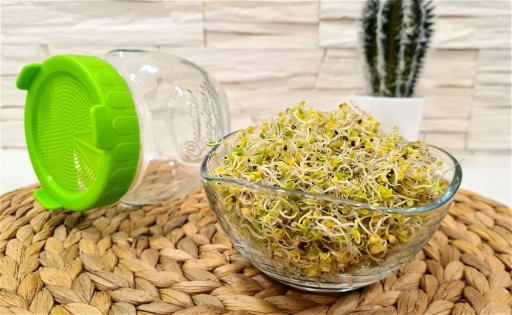 ZELENÝ KALE - semená na klíčky 100g