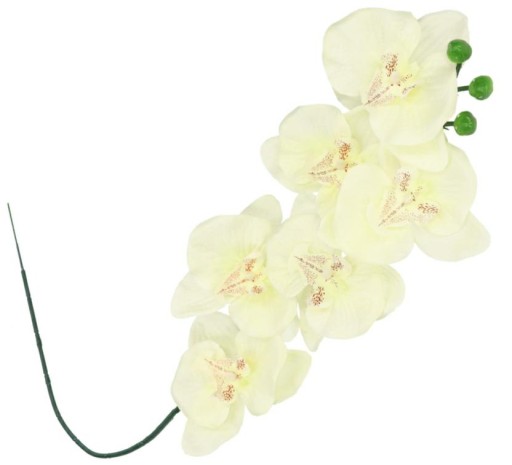 ORCHIDEA ORCHIDEA JEDNODAROVÉ PREVODY 75cm