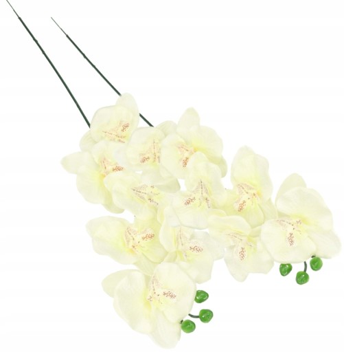 ORCHIDEA ORCHIDEA JEDNODAROVÉ PREVODY 75cm