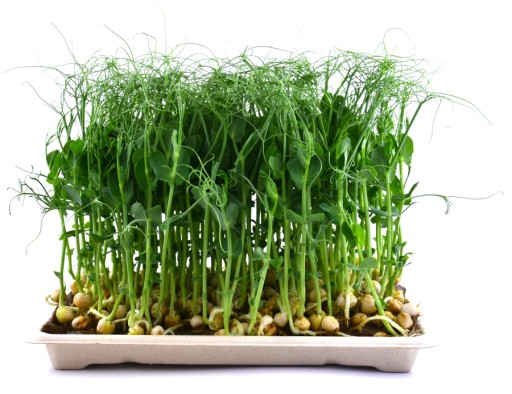 ĽANOVÁ PODLOŽKA na klíčenie microgreens