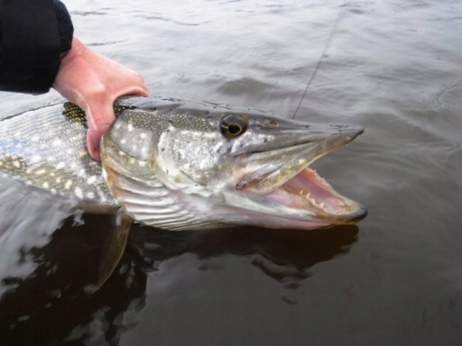 Relaxačná guma FOR PIKE TWISTER DTT 4