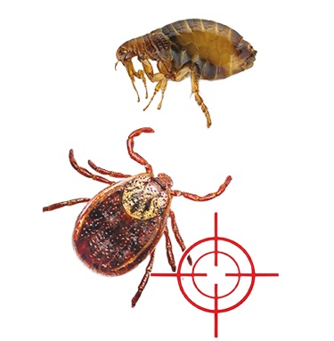 Obojok proti blchám a kliešťom pre MALÝCH PSA Happs Against Blcha and Kliešte