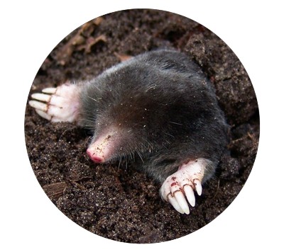 Kunagone Mole Repellent Mole Control 2-bal