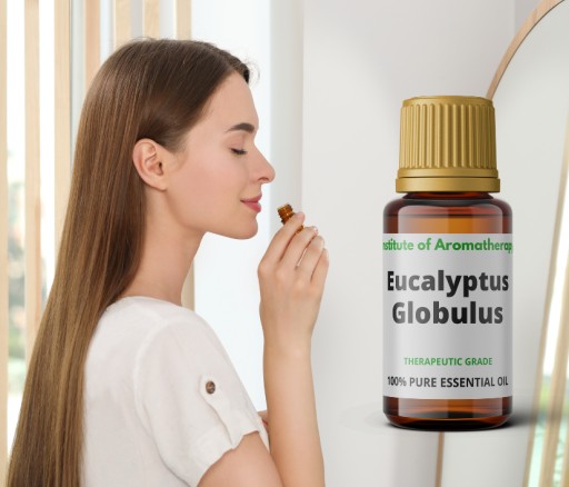 Eucalyptus Globulus ORGANIC oil, Aroma Institute