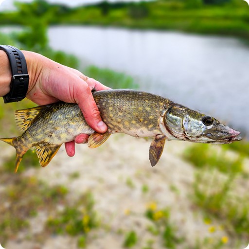 PLÁVAJÚCA WOBLEROVÁ ŽABKA S OTOČNÝMI PLUVAMI SAHIDO FROG FLICKER SUM RUŽOVÁ
