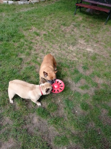 Darček pre psíka DISK Ring hračka FRISBEE 23 cm