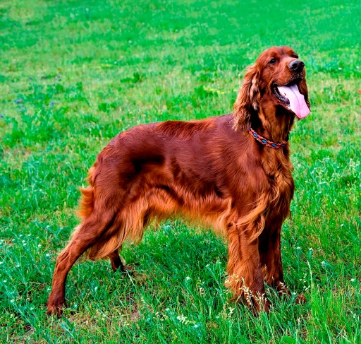 GOLÍK PRE PSA DINGO WINNETOU 1,6 x 45CM ČERVENÝ