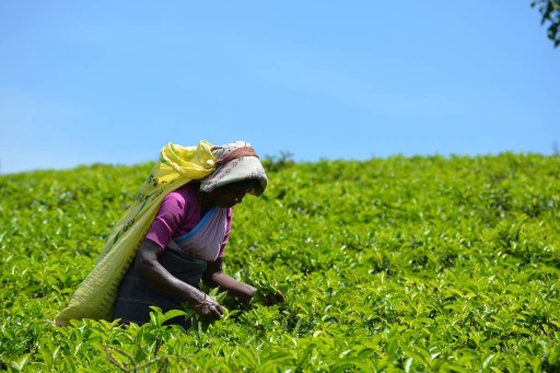 Čaj Kenia Oolong 100g Flavo