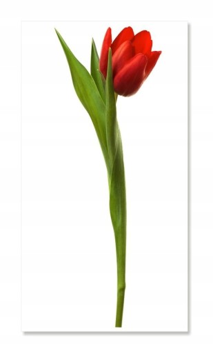 Nálepka na stenu s kvetmi 30 cm Tulipán 1