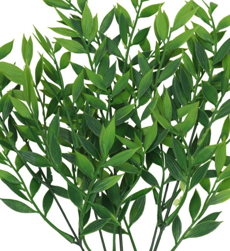 RUSCUS BOUQUET HRUBÉ KONÁRE ZELENÝ PRÍDAJ DO KYTICOVÝCH KRÉMOV