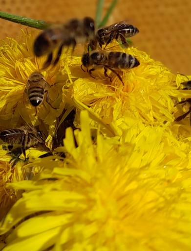 PRÍRODNÝ PROPOLIS V púpavovom mede