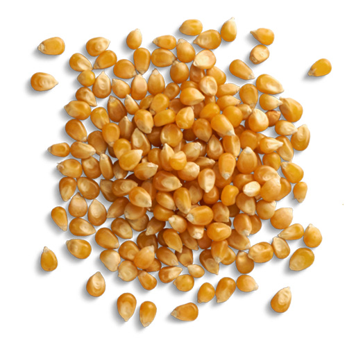 POPCORN 500g Zrno na praženie bez soli