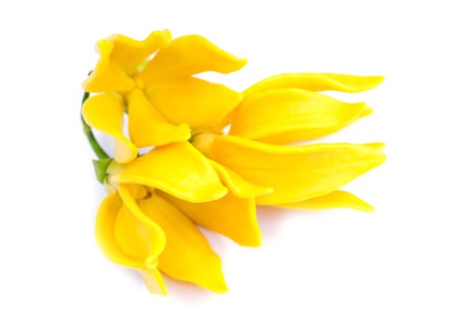 YLANG YLANG OLEJ 10ml Esenciálna 100% PRÍRODNÁ KVETINOVÁ A EXOTICKÁ VÔŇA