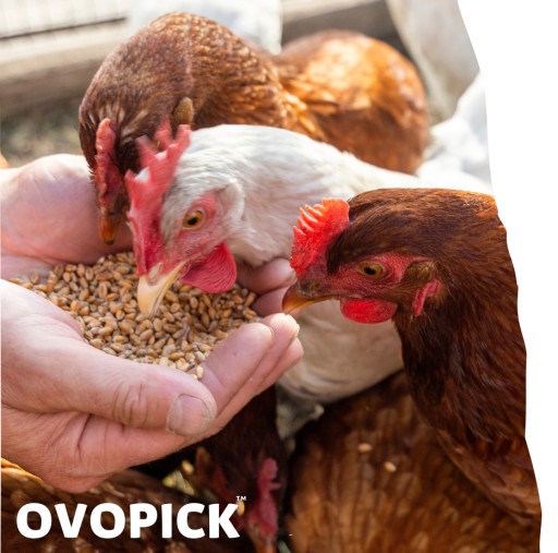 Ovopick 2 kg vápnikových minerálov pre nosnice pre hydinu