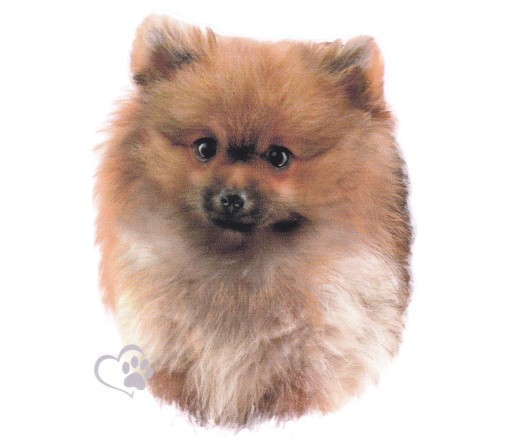 Nálepka s miniatúrnym špicom pomeranianského psa
