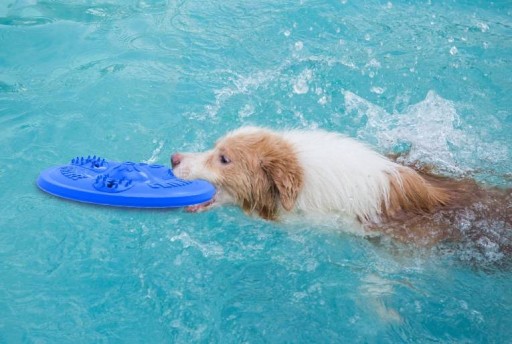 FRISBEE LIETAJÚCI KOTOUČ PRE PSOV, HRUBÁK, ÚSTUPOVÁ HRAČKA