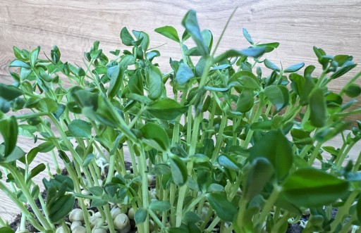 Semená hrachu na mikrolistoch 100g