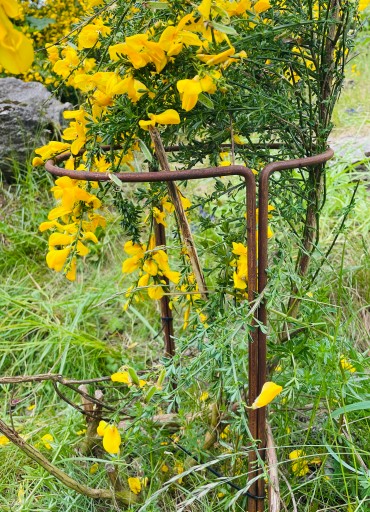 Podpera pre hortenzie, rastliny, kvety, pergola, 30/50 cm, podpery pre monstera ruže