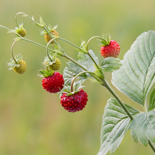 STRASPBERRY POLISH list lesnej jahody bez prísad NATURAL