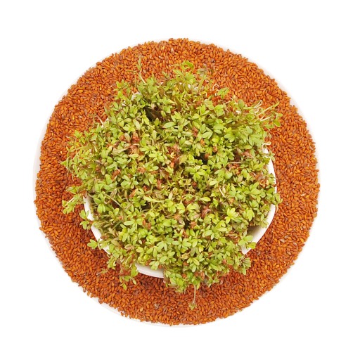 Žerucha - semená na klíčky - 500g